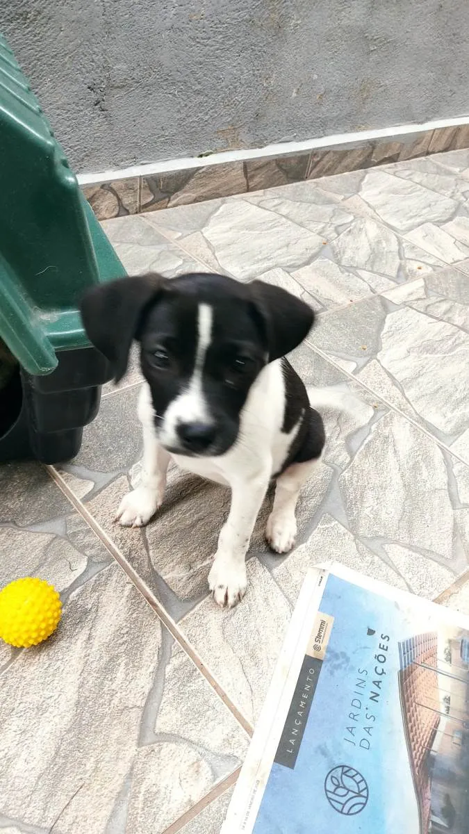 Cachorro ra a SRD-ViraLata idade 2 a 6 meses nome Mimosa
