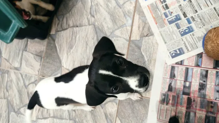 Cachorro ra a SRD-ViraLata idade 2 a 6 meses nome Mimosa