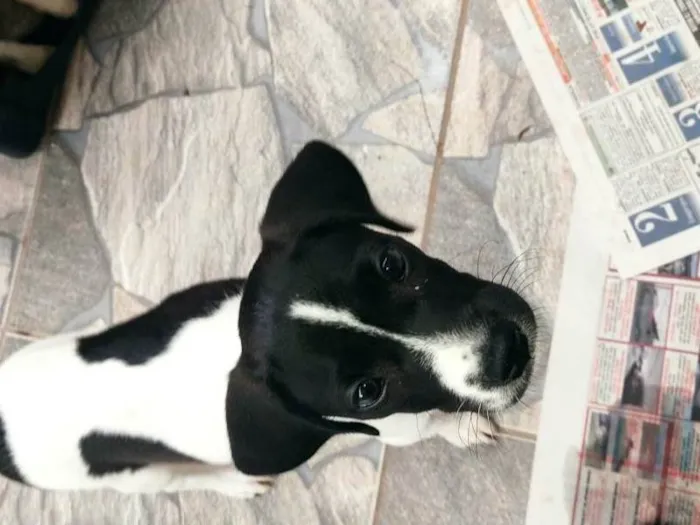 Cachorro ra a SRD-ViraLata idade 2 a 6 meses nome Mimosa