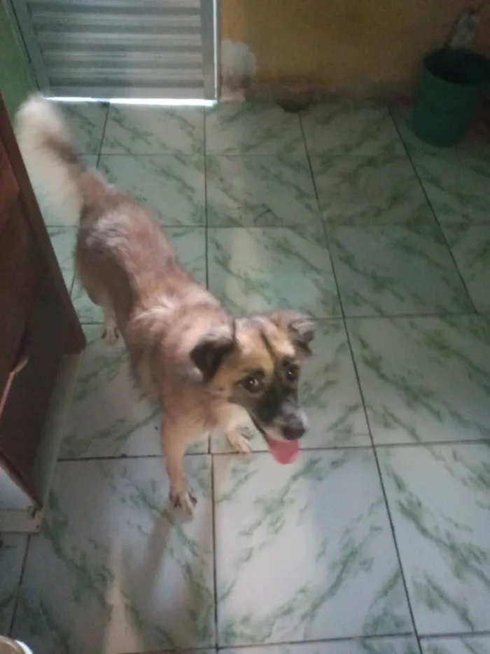 Cachorro ra a  idade 5 anos nome Esmeralda 