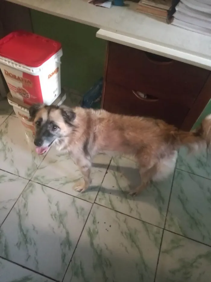 Cachorro ra a  idade 5 anos nome Esmeralda 