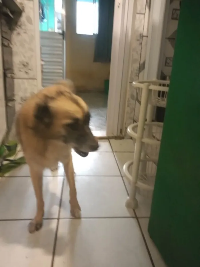 Cachorro ra a  idade 5 anos nome Esmeralda 