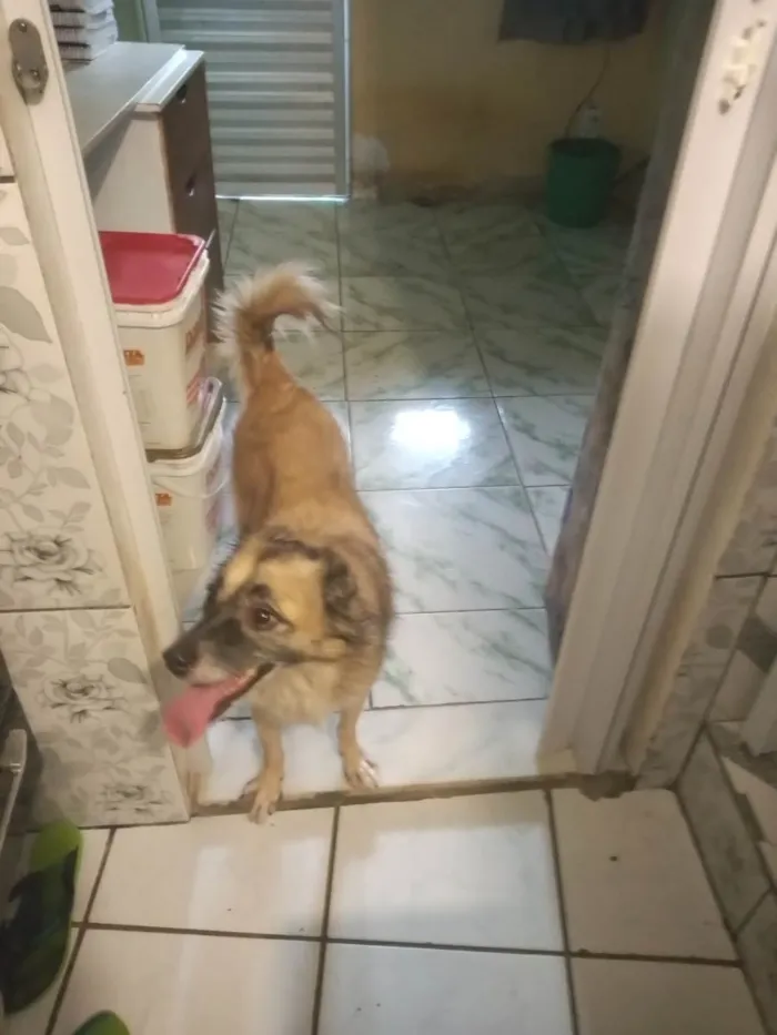 Cachorro ra a  idade 5 anos nome Esmeralda 