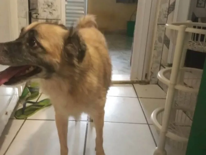 Cachorro ra a  idade 5 anos nome Esmeralda 