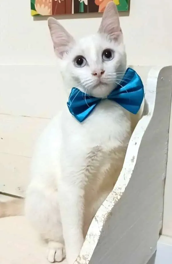 Gato ra a srd 100% branquinho  idade 2 a 6 meses nome RAEL