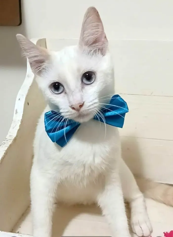 Gato ra a srd 100% branquinho  idade 2 a 6 meses nome RAEL