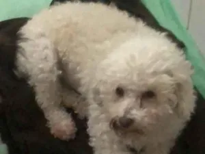 Cachorro raça Poodle idade 6 ou mais anos nome Susy
