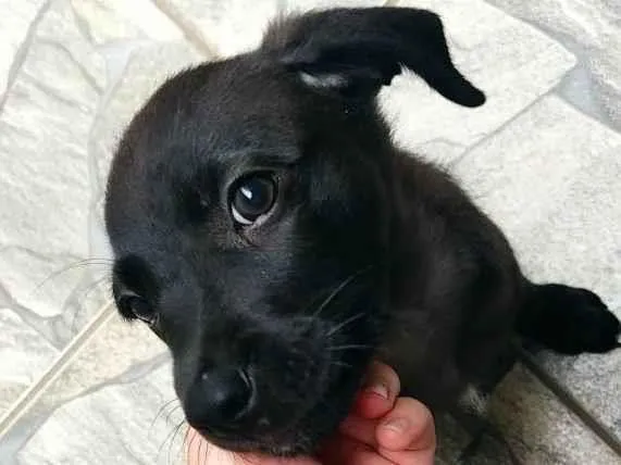 Cachorro ra a SRD-ViraLata idade 2 a 6 meses nome Pantera 