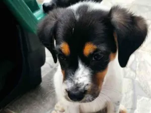 Cachorro raça SRD-ViraLata idade 2 a 6 meses nome Mel