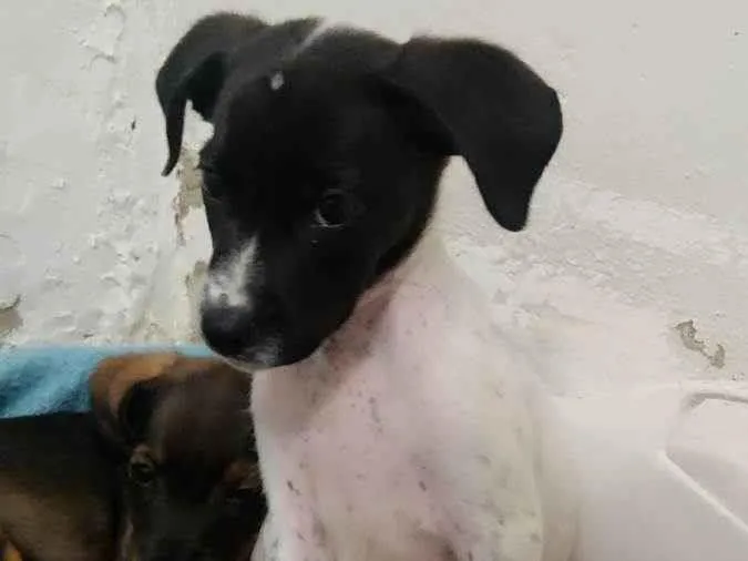 Cachorro ra a SRD-ViraLata idade 2 a 6 meses nome S/N
