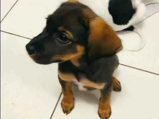Cachorro ra a SRD-ViraLata idade 2 a 6 meses nome S/N
