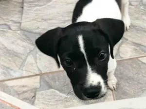 Cachorro raça SRD-ViraLata idade 2 a 6 meses nome Mimosa