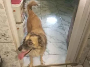 Cachorro raça  idade 5 anos nome Esmeralda 