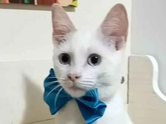 Gato ra a srd idade 2 a 6 meses nome RAEL