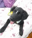 Filó
