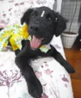 Filó