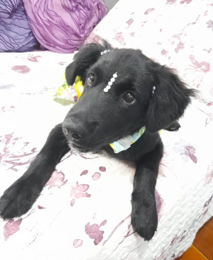 Cachorro ra a SRD-ViraLata idade 2 a 6 meses nome Filó 