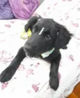 Filó