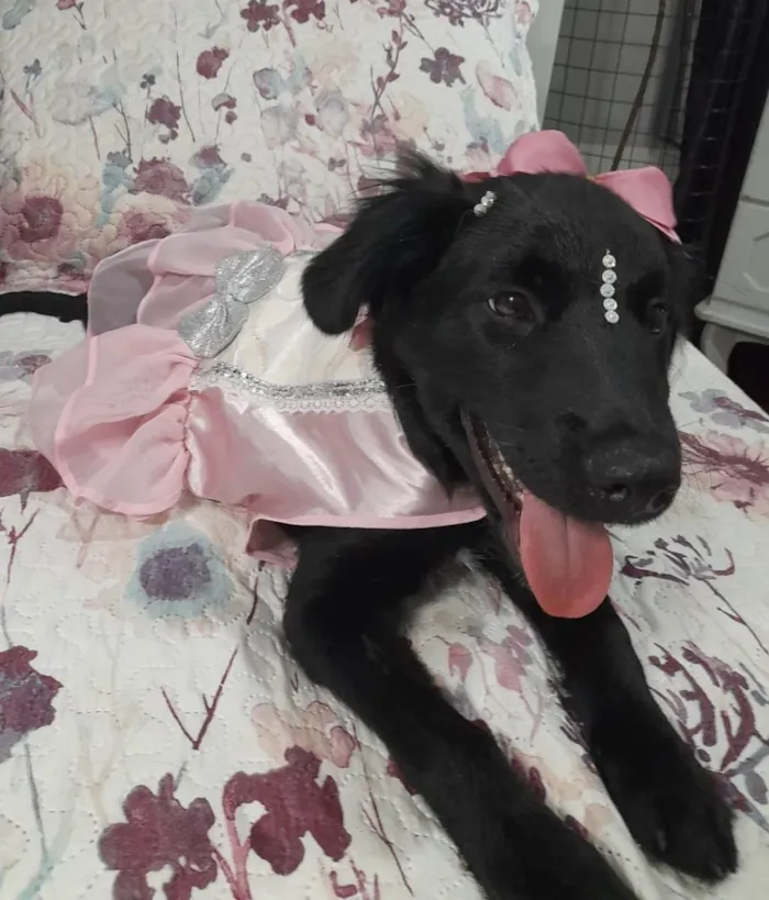 Cachorro ra a SRD-ViraLata idade 2 a 6 meses nome Filó 