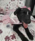 Filó