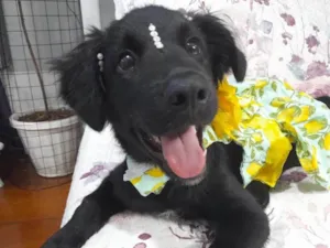 Cachorro raça SRD-ViraLata idade 2 a 6 meses nome Filó 
