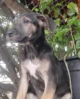 Cachorro raça SRD-ViraLata idade 2 a 6 meses nome Sem Nome 