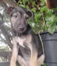 Cachorro raça SRD-ViraLata idade 2 a 6 meses nome Sem Nome 