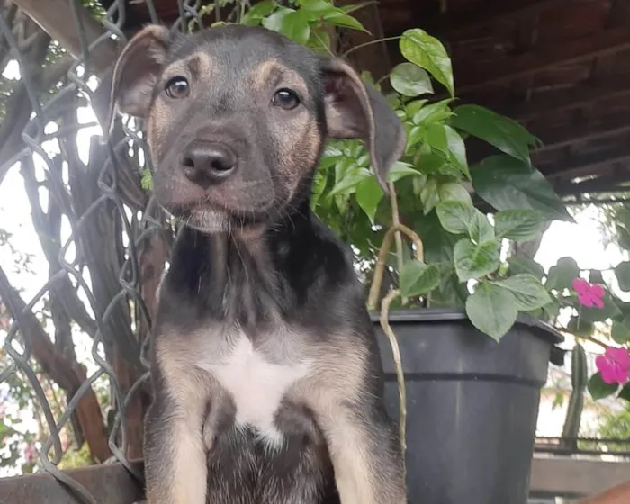 Cachorro raça SRD-ViraLata idade 2 a 6 meses nome Sem Nome 