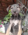 Cachorro raça SRD-ViraLata idade 2 a 6 meses nome Sem Nome 