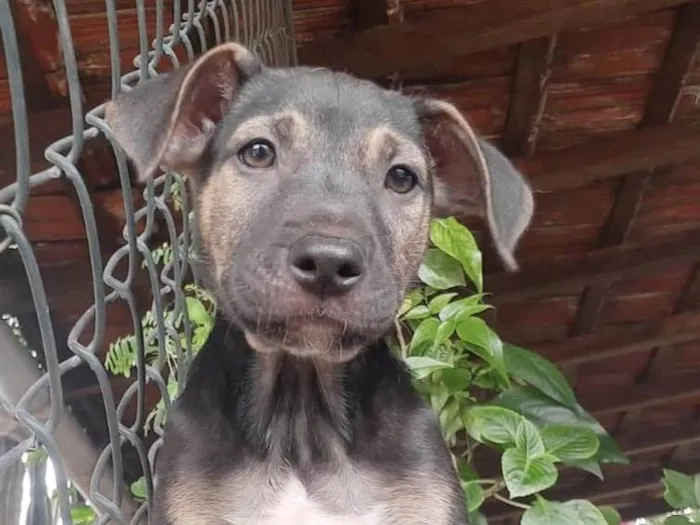 Cachorro raça SRD-ViraLata idade 2 a 6 meses nome Sem Nome 
