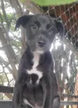 Cachorro raça SRD-ViraLata idade 2 a 6 meses nome Sem Nome 