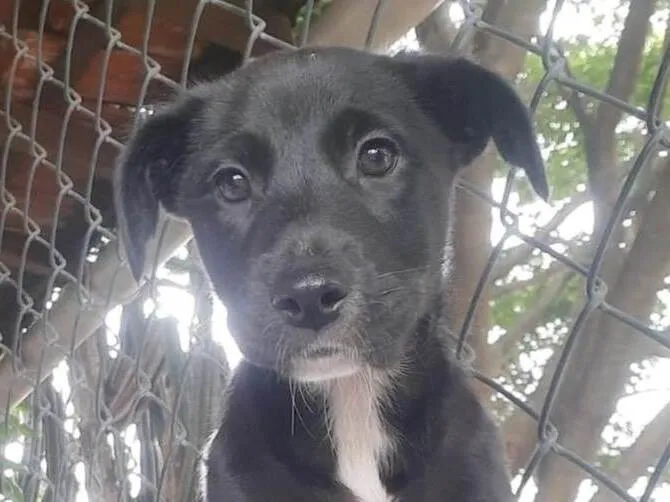 Cachorro raça SRD-ViraLata idade 2 a 6 meses nome Sem Nome 