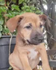 Cachorro raça SRD-ViraLata idade 2 a 6 meses nome Sem Nome 