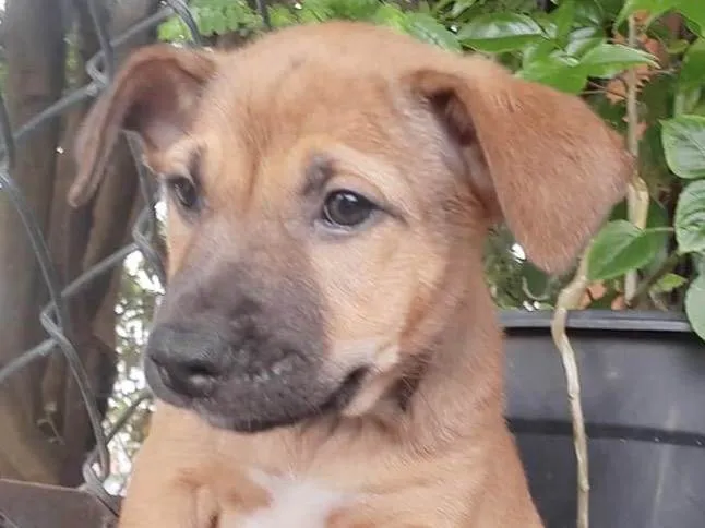 Cachorro raça SRD-ViraLata idade 2 a 6 meses nome Sem Nome 