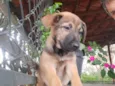 Cachorro raça SRD-ViraLata idade 2 a 6 meses nome Sem Nome 