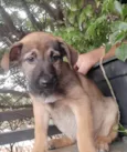 Cachorro raça SRD-ViraLata idade 2 a 6 meses nome Sem Nome 
