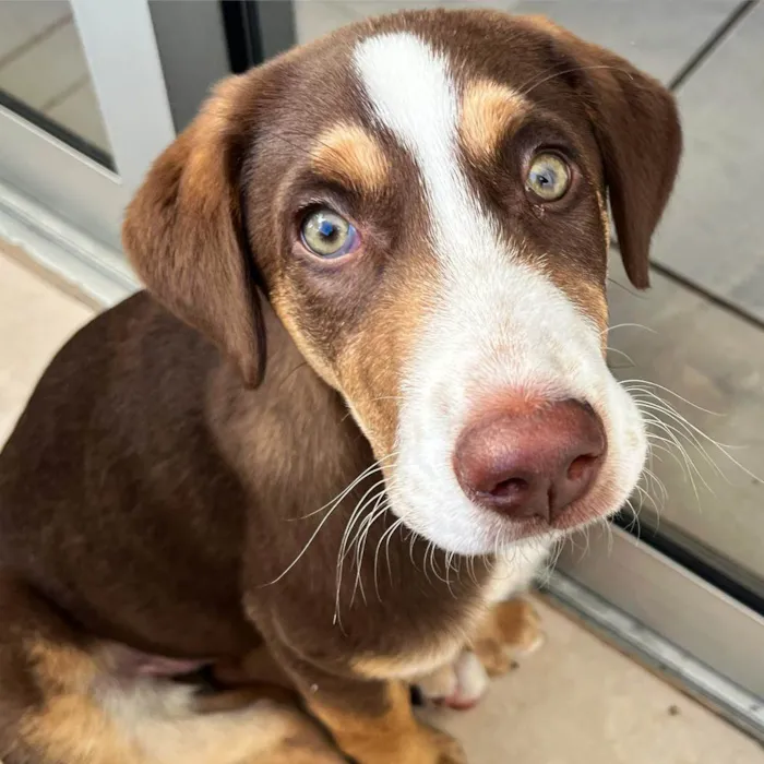 Cachorro ra a  idade 2 a 6 meses nome Goiaba