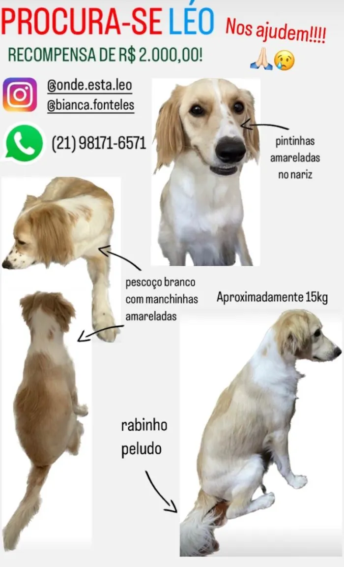 Cachorro ra a SRD-ViraLata idade 2 anos nome GRATIFICA - Léo 