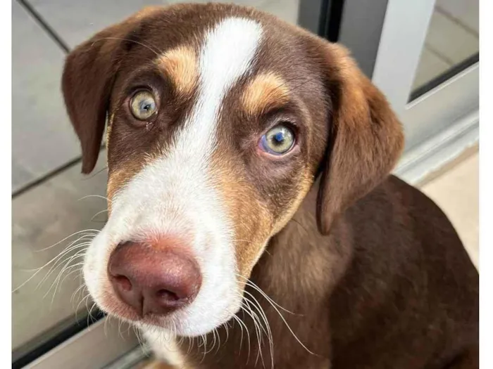 Cachorro ra a  idade 2 a 6 meses nome Goiaba