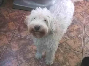 Cachorro raça Poodle  idade  nome Pitoco