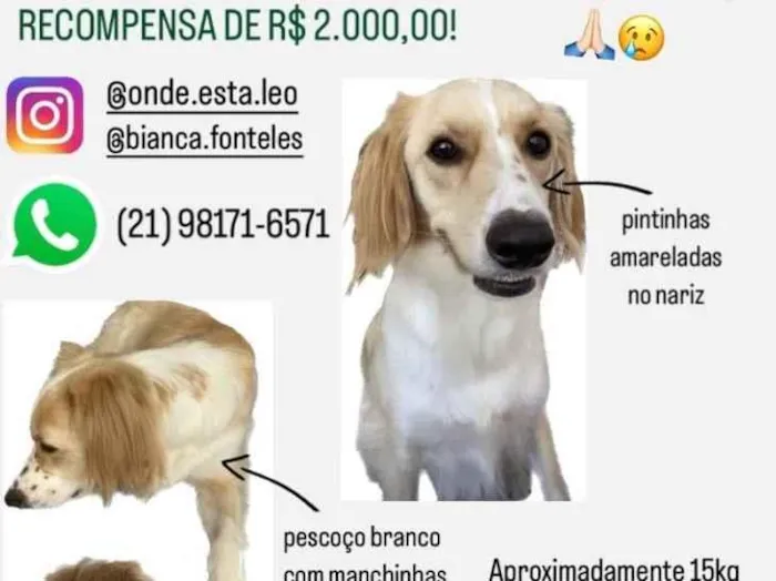 Cachorro ra a SRD-ViraLata idade 2 anos nome GRATIFICA - Léo 