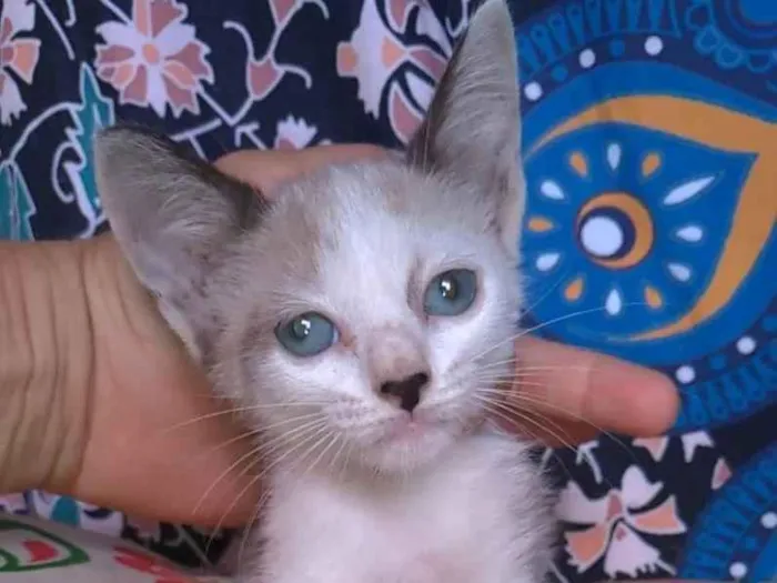 Gato ra a SRD-ViraLata idade 2 a 6 meses nome JANNE