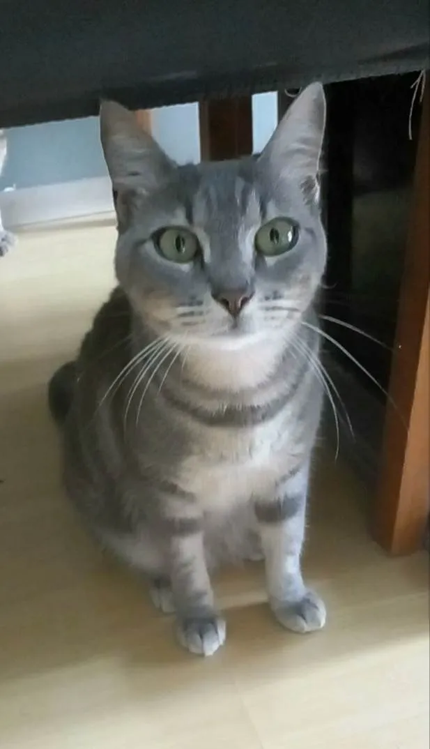 Gato ra a SRD-ViraLata idade 2 anos nome Adely