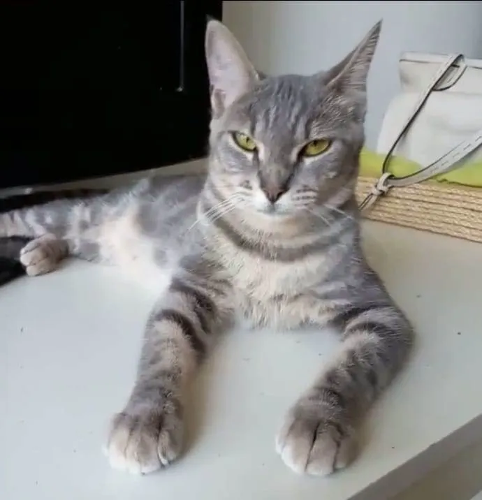 Gato ra a SRD-ViraLata idade 2 anos nome Adely