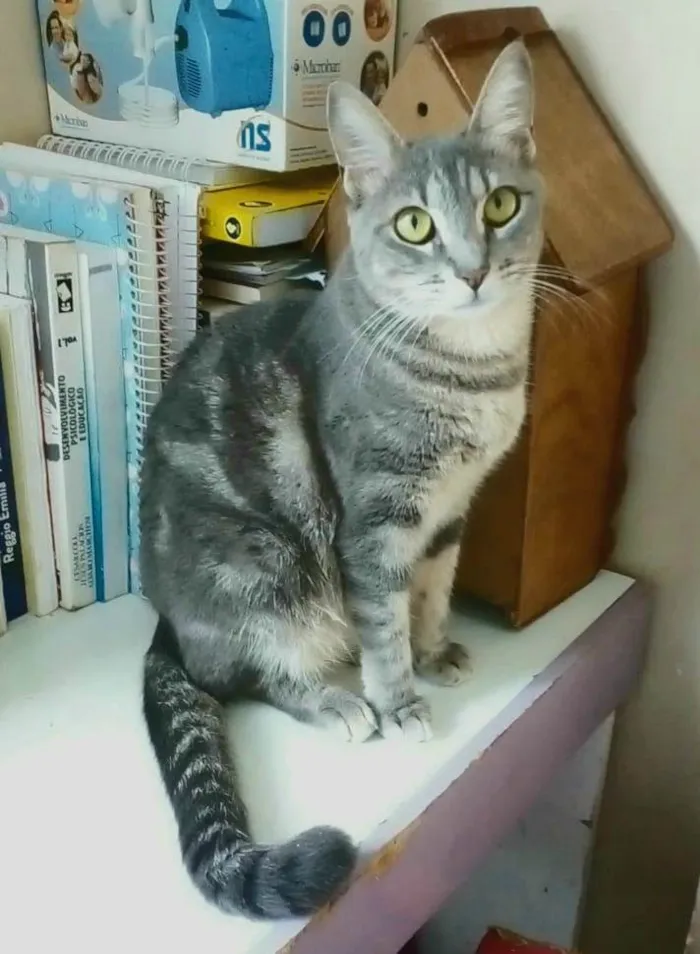Gato ra a SRD-ViraLata idade 2 anos nome Adely
