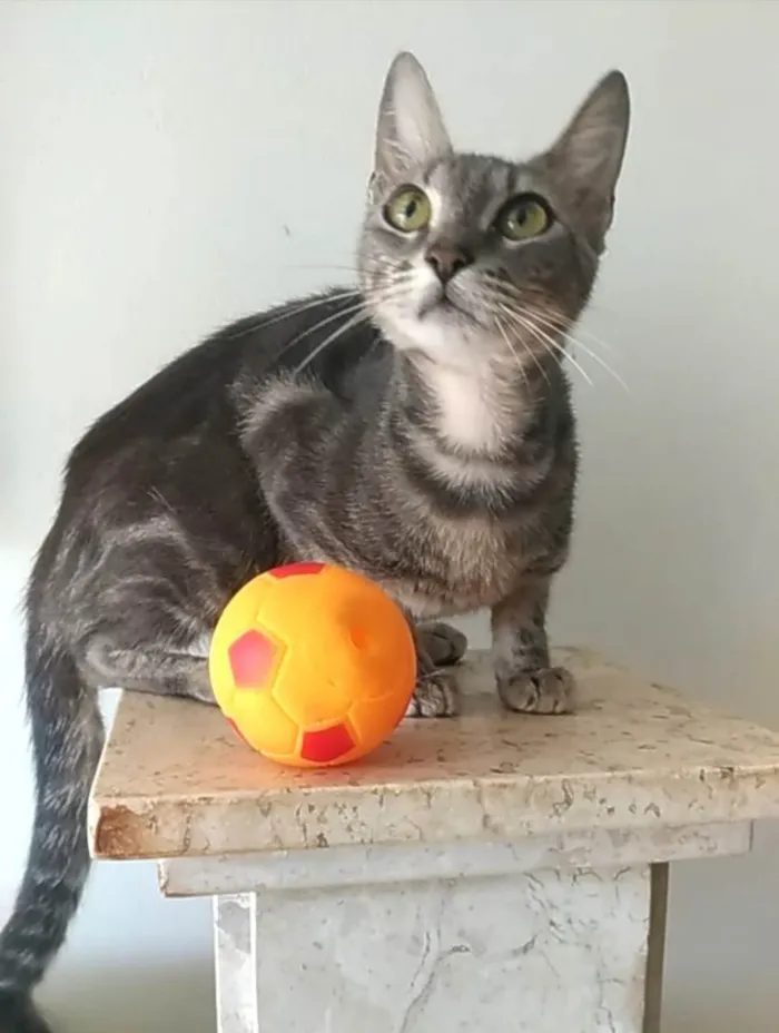 Gato ra a SRD-ViraLata idade 2 anos nome Adely