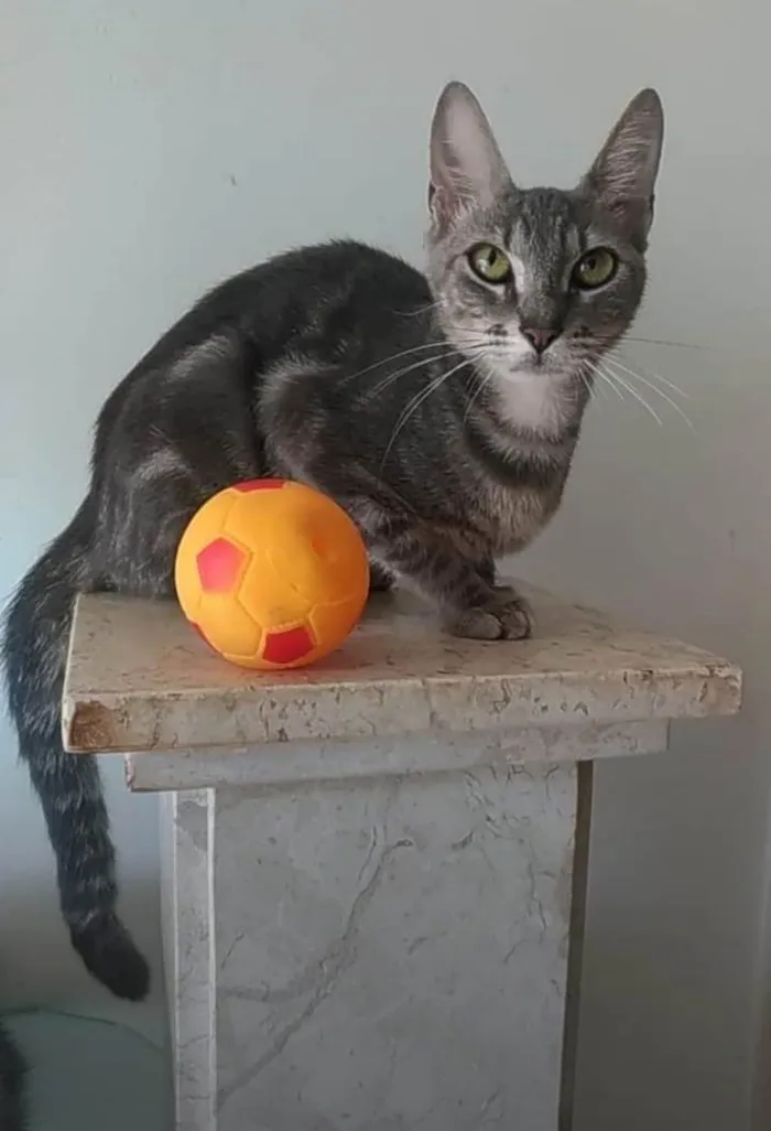 Gato ra a SRD-ViraLata idade 2 anos nome Adely