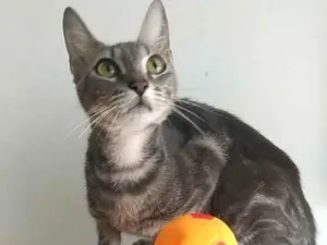 Gato raça SRD-ViraLata idade 2 anos nome Adely