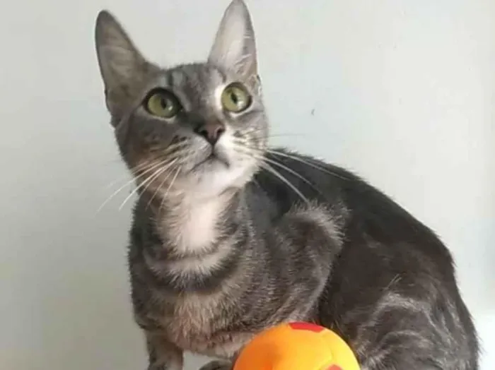 Gato ra a SRD-ViraLata idade 2 anos nome Adely