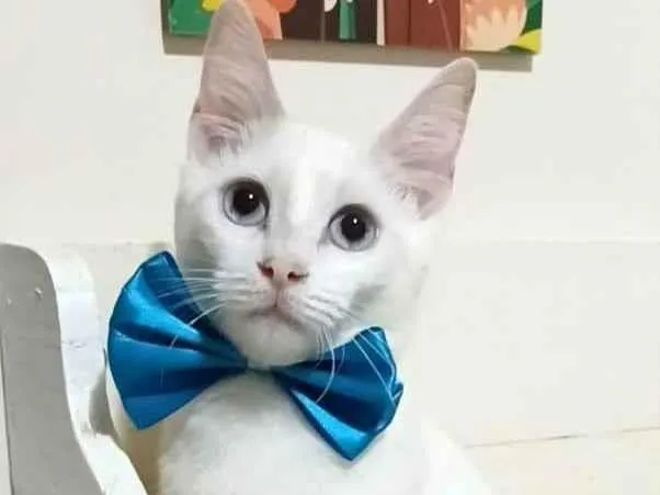 Gato ra a srd 100% branquinho  idade 2 a 6 meses nome RAEL